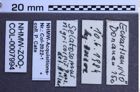 Etiketten zu Paraphotistus nigricornis (Panzer, 1799) (NHMW-ZOO-COL-0007994)